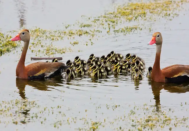 ينتمي بط الصفير ذو البطن الأسود " Black-bellied whistling duck " إلى فصيلة " الإوزيات " سمي بهذا الاسم ذلك لأصوات الصفير الصاخبة التي يصدرها و للون بطونها السوداء ، و يعيش في المناطق الاستوائية و شبه الاستوائية .