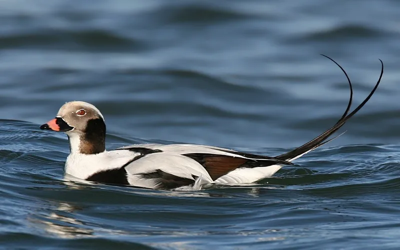 ينمتي البط طويل الذيل " Long-tailed Duck " إلى فصيلة " البطيات " ، و يعيش في سواحل القطب الشمالي و كندا و الولايات المتحدة و روسيا و يهاجر في فصل الشتاء إلى جنوب المملكة المتحدة و البحر الأسود و بحر غزوين ، و سمي بهذا الاسم لامتلاك الذكر البالغ ريش ذيل طويل و يبدل الذكر ريشه 3 مرات في العام و يكون أكثر جمالاً في فصل الشتاء .