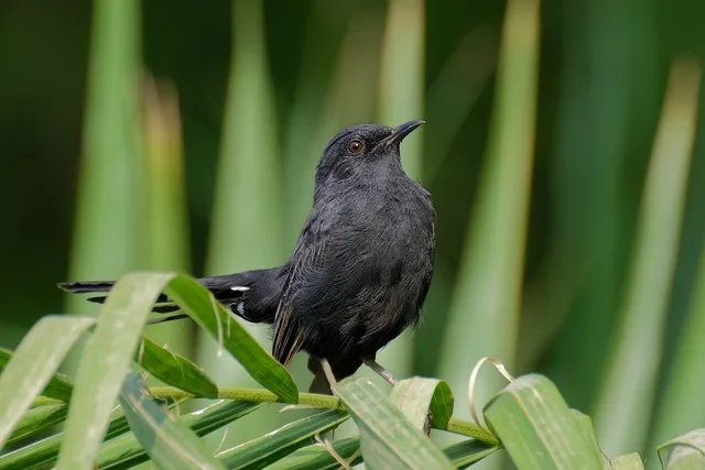 الشولة السوداء ” Black Bush Robin ” طائر صحراوي صغير الحجم أسود اللون ذو صوت حسن ينتمي إلى فصيلة ” العصافير ” ، تعيش في شبه الجزيرة العربية في اليمن و عمان و المملكة العربية السعودية ، كما تعيش في شمال و شرق قارة إفريقيا ، و تتواجد في الأودية و سفوح الجبال و المناطق الصحراوية .