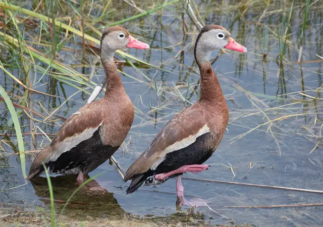 ينتمي بط الصفير ذو البطن الأسود " Black-bellied whistling duck " إلى فصيلة " الإوزيات " سمي بهذا الاسم ذلك لأصوات الصفير الصاخبة التي يصدرها و للون بطونها السوداء ، و يعيش في المناطق الاستوائية و شبه الاستوائية .