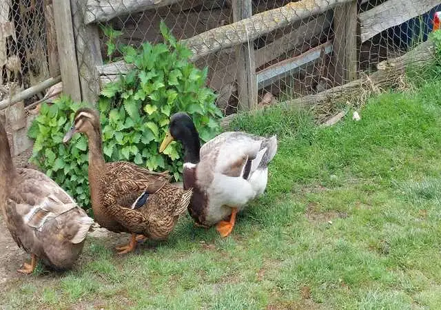 تمت تربيت بط روان " rouen duck " لأول مرة في شمال فرنسا في بلدة تسمى " روان " و منها أخذ اسمه ، ثم صدر إلى إنجلترا في القرن التاسع عشر و كان حجمه و وزنه متوسط .