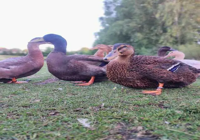 تمت تربيت بط روان " rouen duck " لأول مرة في شمال فرنسا في بلدة تسمى " روان " و منها أخذ اسمه ، ثم صدر إلى إنجلترا في القرن التاسع عشر و كان حجمه و وزنه متوسط . 