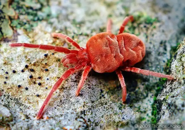 تصنف بنات المطر " trombidiidae " إلى فصيلة العنكبوتيات و تنتشر في أجزاء واسعة من العالم و تعد واحدة من الحشرات التي تقوم بعملية السبات في فصل الشتاء .