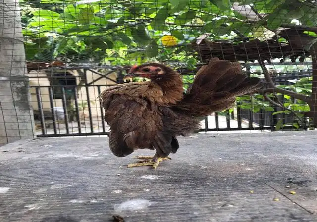 ينتمي دجاج السيراما " Ayam Serama " إلى سلالة دجاج " البانتام " الحقيقي و تم اكتشافها في دولة ماليزيا وتعد أصغر أنواع الدجاج في العالم ، و أعطيت اسم " سيراما " نسبةً إلى الملك " راما " ملك تايلاند الذي كان محترماً في أيامه .