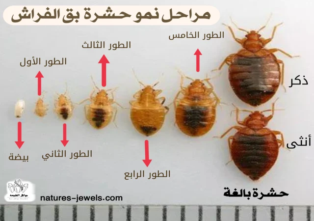 بق الفراش " cimex lectularius " حشرة منتشرة في جميع دول العالم و تكثر في المناطق الاستوائية وشبه الاستوائية ، و هي عبارة عن حشرة صغيرة غير مجنحة تكاد ترى بالعين المجردة يصل طولها 4 - 7 مليمتر ، بينما لونها بني داكن و جسمها بيضاوي الشكل و لها 6 أرجل و قرنان استشعار ، كما تملك لسان ثاقب ماص يمكِنها من اختراق الجلد و امتصاص الدم مثل " البعوض " . 