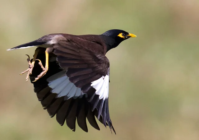 المينا الشائع " Crested myna " و يسمى أيضاً " بالمينا الهندي " و ينتمي إلى عائلة " الزرازير " وهو طائر متوسط الحجم ناطق قادر على تقليد كلام البشر ، ويعرف في الشرق الأوسط باسم " طائر الياسمين " و ذلك لظهوره في مسلسل الكارتون الشهير " مغامرات سندباد " .