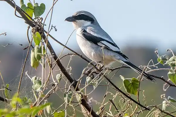 ينتمي الصرد الرمادي الكبير إلى رتبة الجواثم ، و يسمى عند العرب بالأسرد ، و ذلك لوجود لون أسود حول العينين يجعله كأنه مكحل . بينما يعيش في أمريكا الشمالية ،