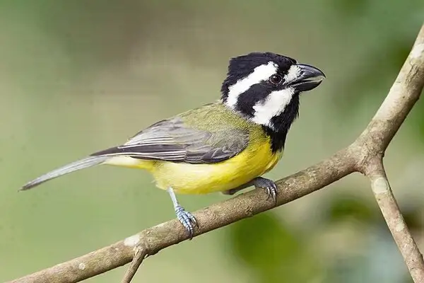 ينتمي الصرد المتوج إلى فصيلة الجواثم ، و يسمى بعدة أسماء منها : الصرد الشرقي ، و الصرد ذو البطن الأصفر . بينما يعيش في جنوب غرب أستراليا ،