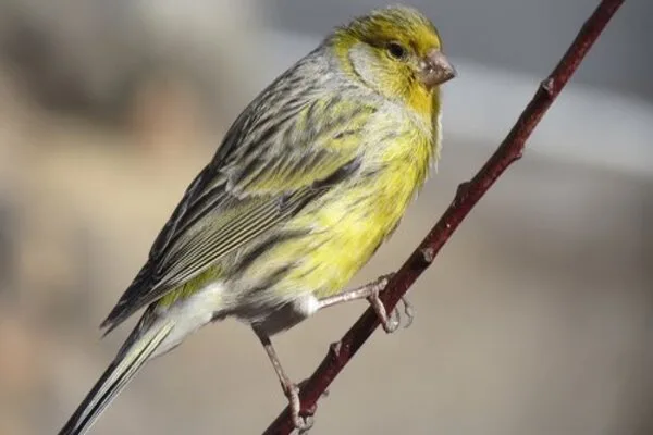 ينتمي الكناري الأطلنطي إلى رتبة الجواثم ، و يسمى بعدة أسماء ، على سبيل المثال : الكناري البري ، و كناري شائع ، كناري الجزيرة . بينما يعيش في جزر الكناري ، و الأزور ،