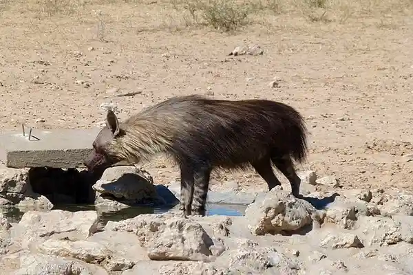 ينتمي الضبع البني إلى فصيلة الضبعيات و هو أندر أنواع الضباع . حيث يعد الآن من الأنواع المهددة بالانقراض ، و من الصعب إجراء تقديرات دقيقة لعددها 