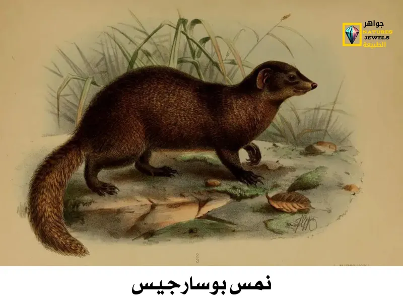 النمس كثيف الذيل: تعرف على النمس آكل الحشرات بالصور - جواهر طبيعية