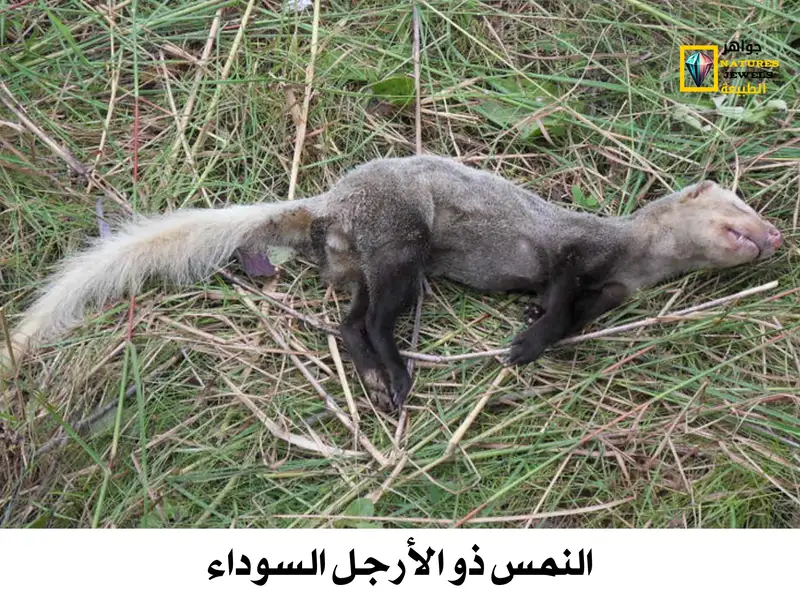 النمس كثيف الذيل: تعرف على النمس آكل الحشرات بالصور - جواهر طبيعية