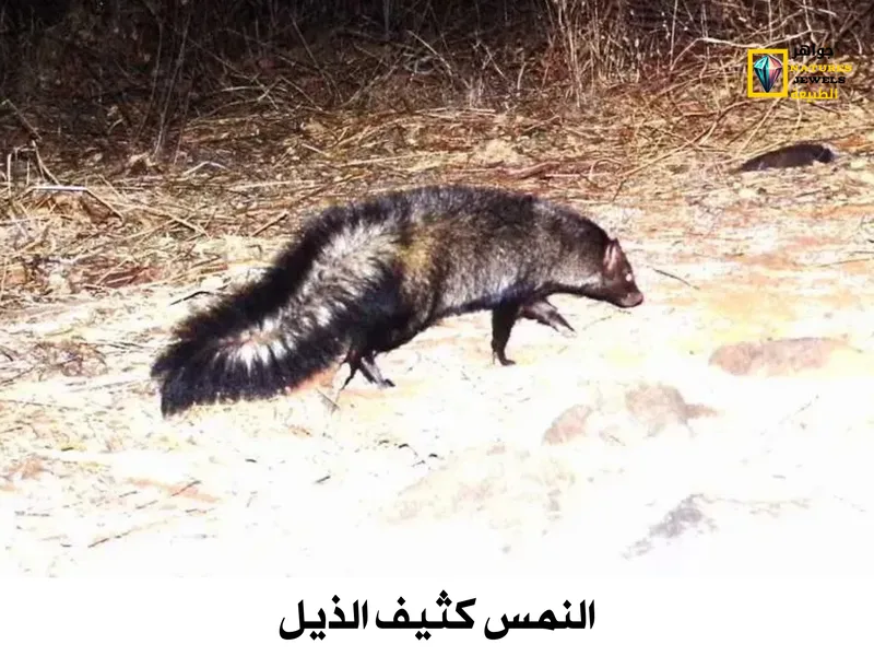 النمس كثيف الذيل: تعرف على النمس آكل الحشرات بالصور - جواهر طبيعية