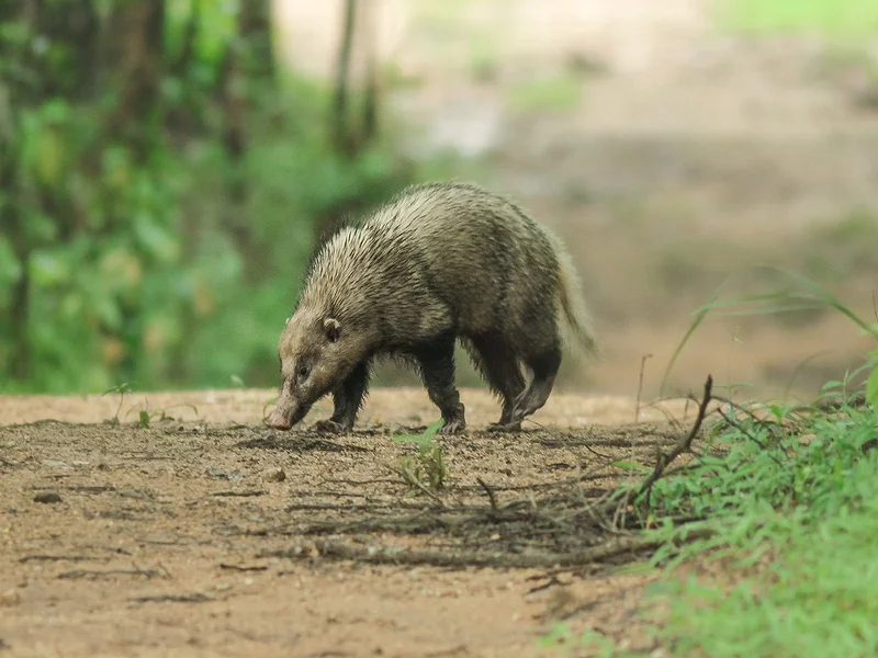 غرير الخنزير: رمز غامض في غابات جنوب شرق آسيا