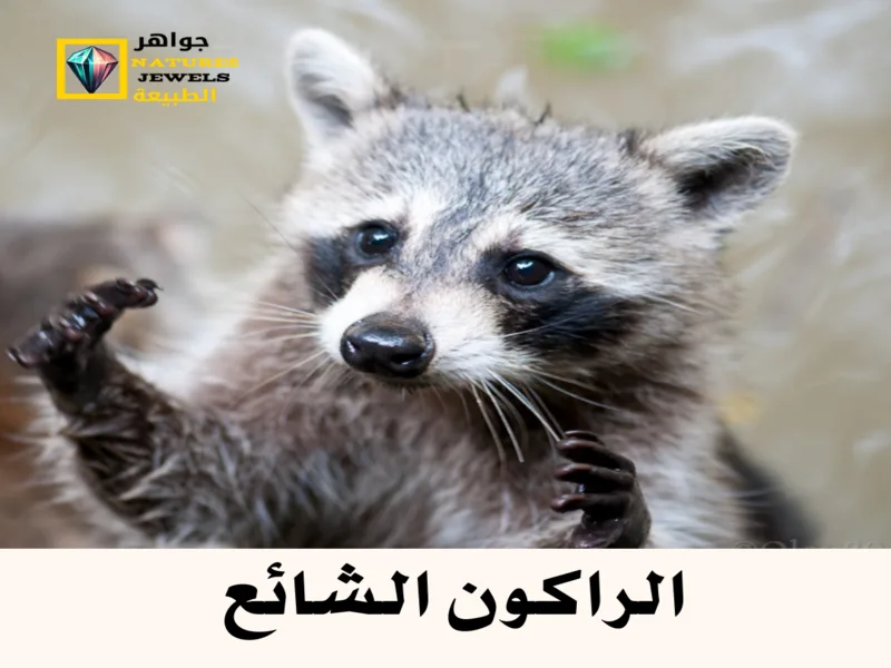 الراكون الشائع : كل ما تود معرفته عن حيوان الراكون بالصور - جواهر طبيعية