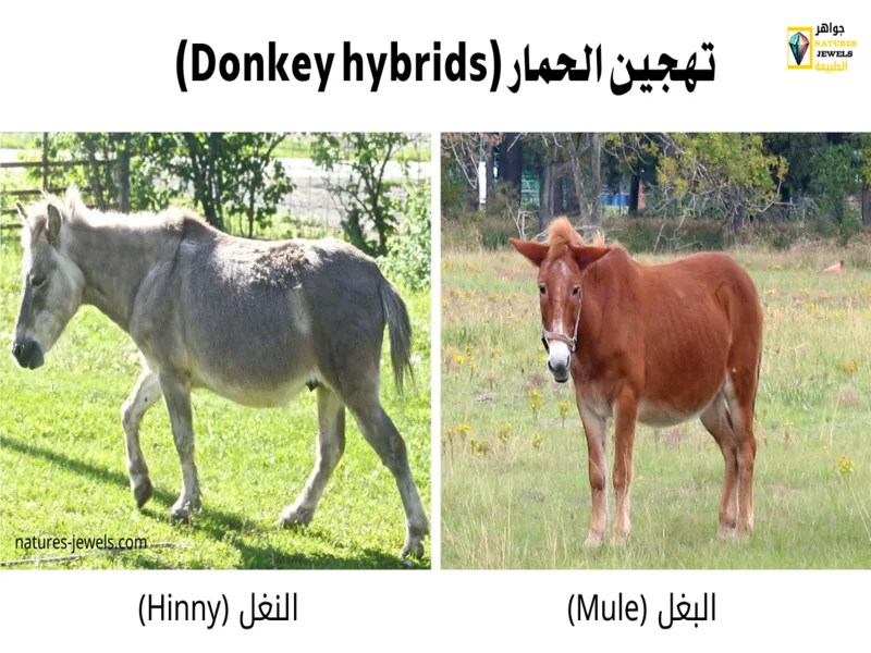 تهجين الحمار (Donkey hybrids)
