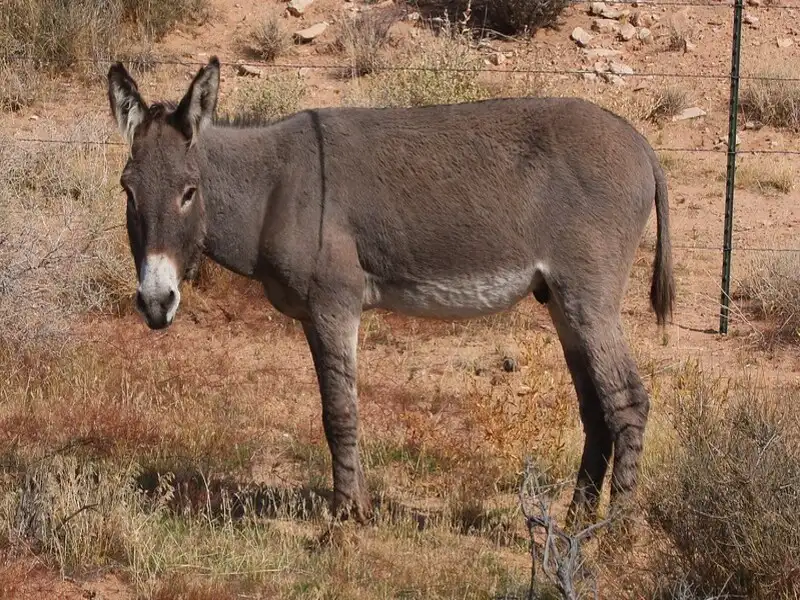 الحمار البري