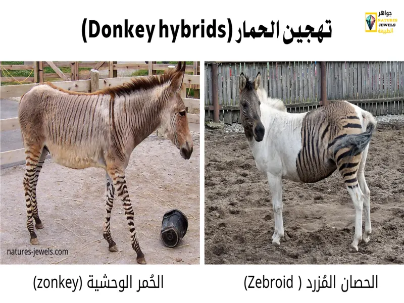 تهجين الحمار (Donkey hybrids)
