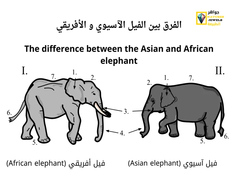  الفيل الآسيوي: دراسة شاملة عن الفيل الآسيوي، والفرق بينه وبين الفيل الأفريقي بالصور