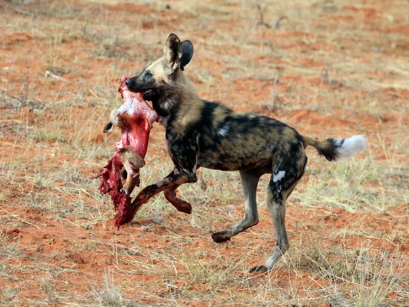 الكلب البري الأفريقي: تعرف على الكلاب الاجتماعية والشرسة بالصور