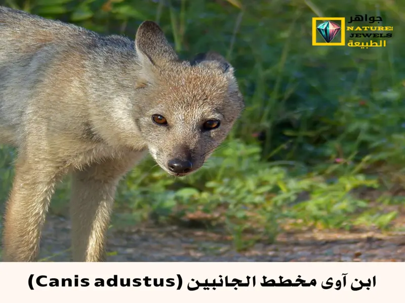 ابن آوى مخطط الجانبين: تعرف على أذكى حيوان بري في أفريقيا - جواهر طبيعية