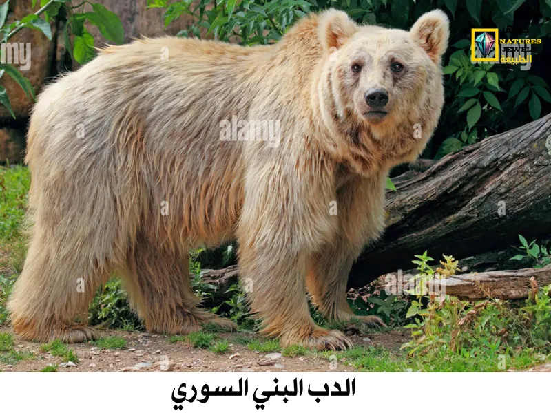 الدب البني: معلومات شاملة عن الدب البري بالصور - جواهر طبيعية