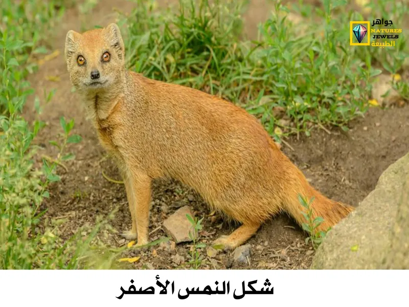 النمس الأصفر: الساحر الصغير ذو الفرو الذهبي - جواهر طبيعية