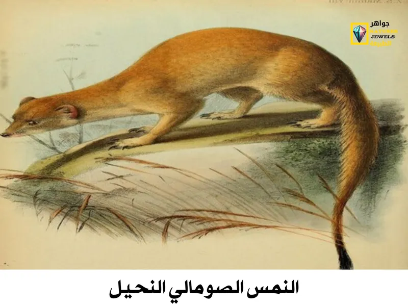 النمس المصري: تعرف على أنواع النمس الأفريقي بالصور - جواهر طبيعية