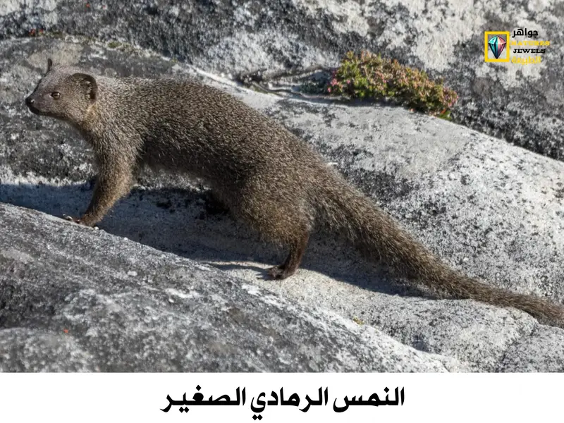 النمس المصري: تعرف على أنواع النمس الأفريقي بالصور - جواهر طبيعية