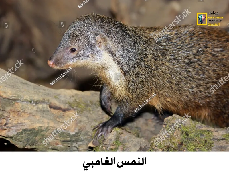 النمس المصري: تعرف على أنواع النمس الأفريقي بالصور - جواهر طبيعية
