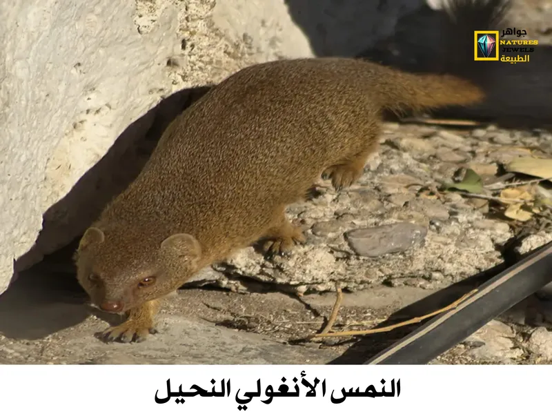 النمس المصري: تعرف على أنواع النمس الأفريقي بالصور - جواهر طبيعية