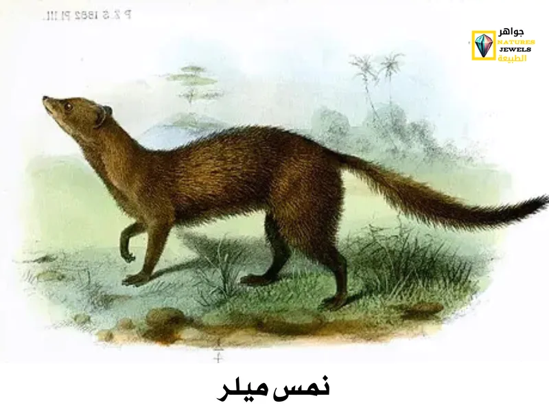 النمس المصري: تعرف على أنواع النمس الأفريقي بالصور - جواهر طبيعية