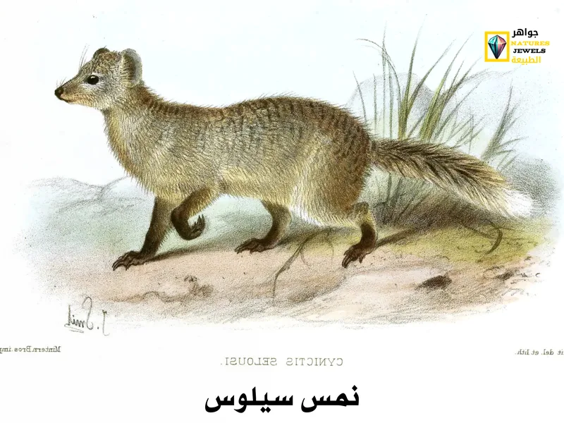 النمس المصري: تعرف على أنواع النمس الأفريقي بالصور - جواهر طبيعية