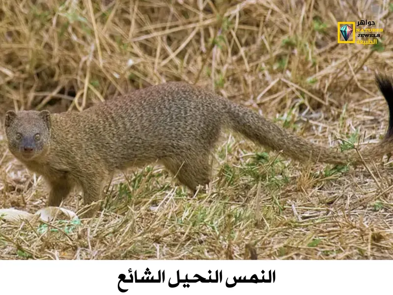 النمس المصري: تعرف على أنواع النمس الأفريقي بالصور - جواهر طبيعية
