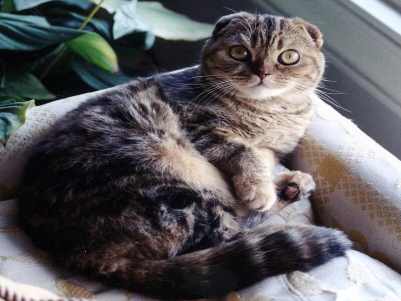 القط الاسكتلندي مطوي الأذن "Scottish Fold Cat"