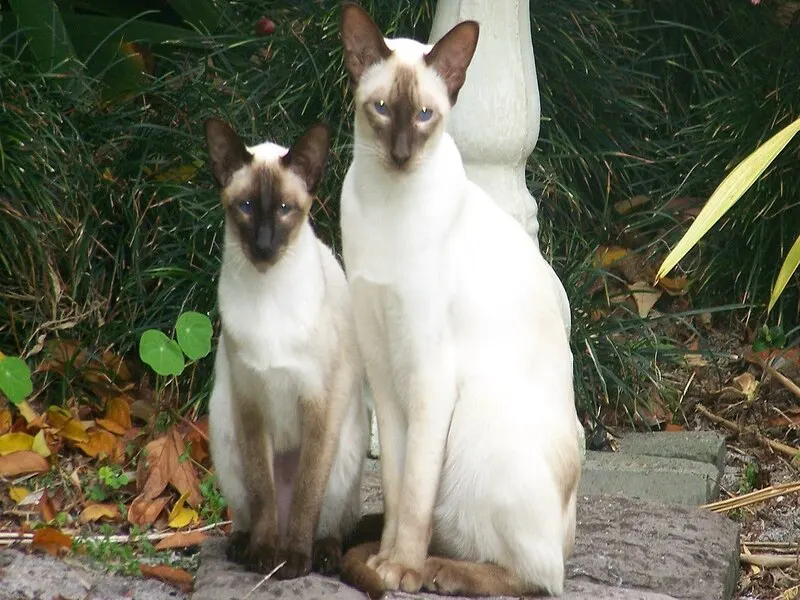 القط السيامي "Siamese"