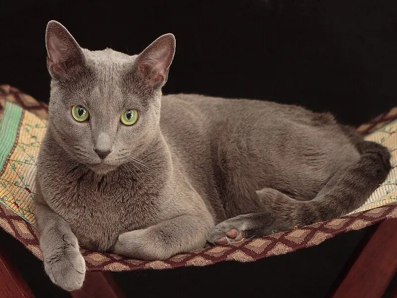 القط الروسي الأزرق "Russian Blue Cat"