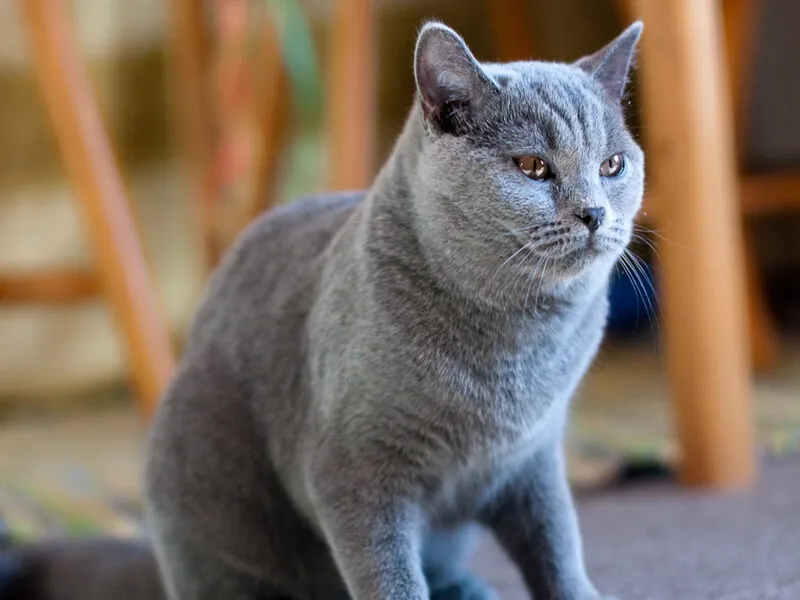 القط البريطاني قصير "British Shorthair Cat" 