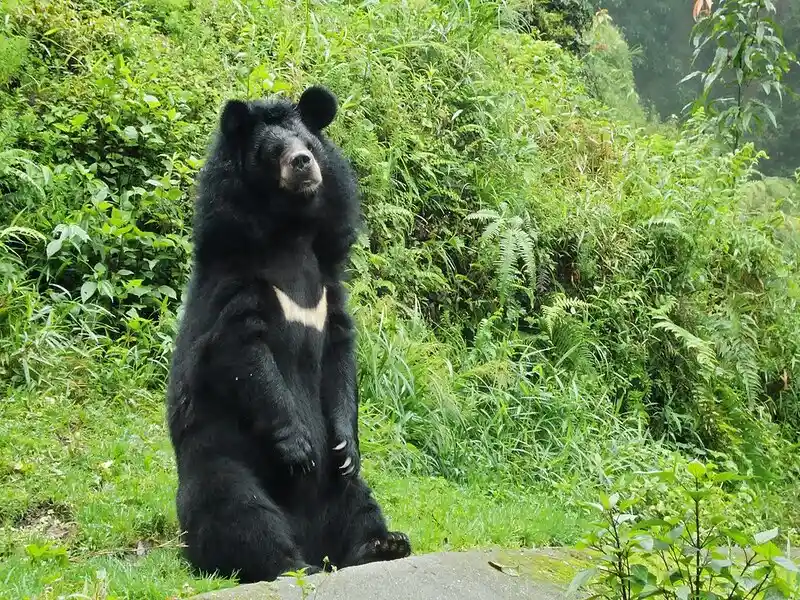 الدب الأسود الآسيوي: هل تعرف حقاً هذا الحيوان المثير؟