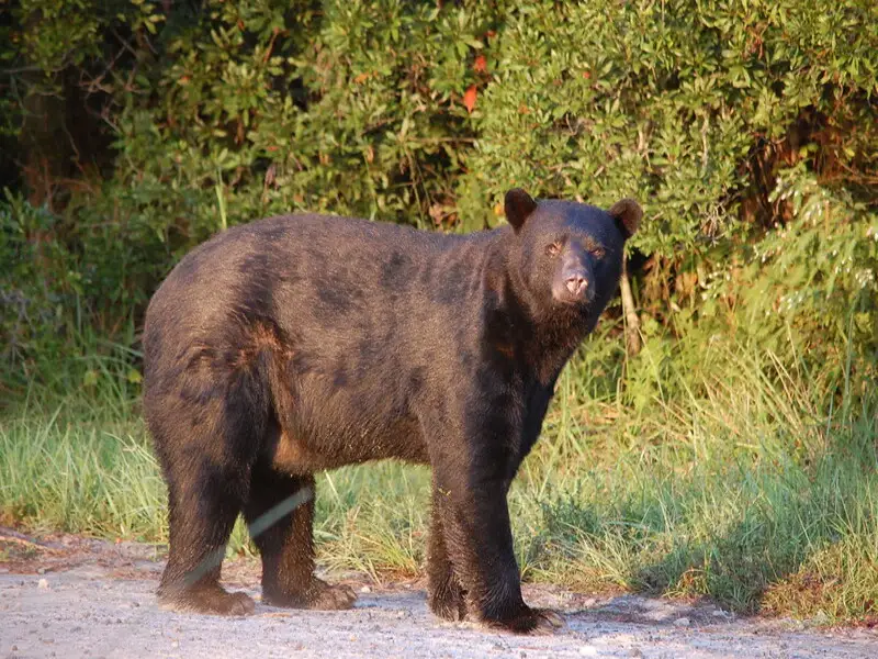 الدب الأسود الأمريكي: رمز للصمود والجمال في عالم الحيوان