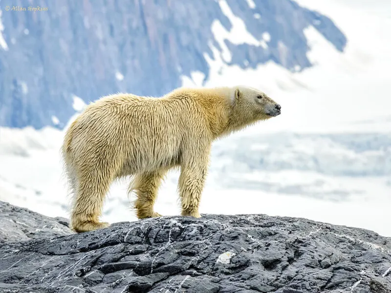 الدب القطبي: ملك القطب المتجمد يواجه خطر الانقراض