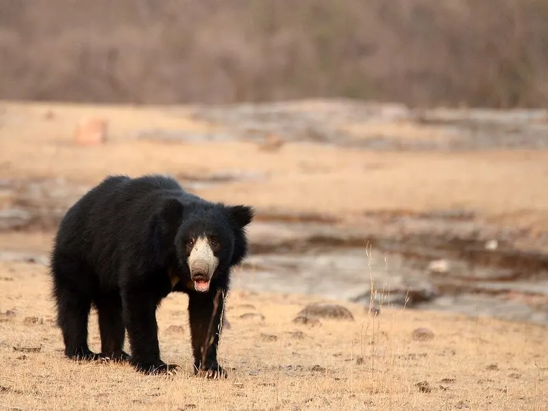 الدب الكسلان: أشياء لم تعرفها من قبل في عالم الدببة