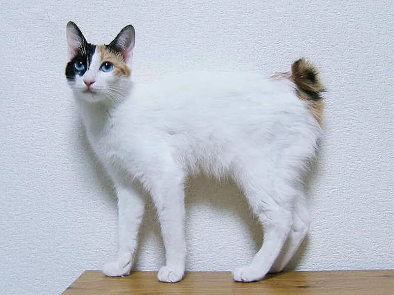 قطة بوبتيل اليابانية "Japanese Bobtail"
