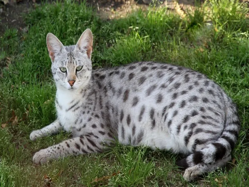 قطط السافانا "Savannah cat" 