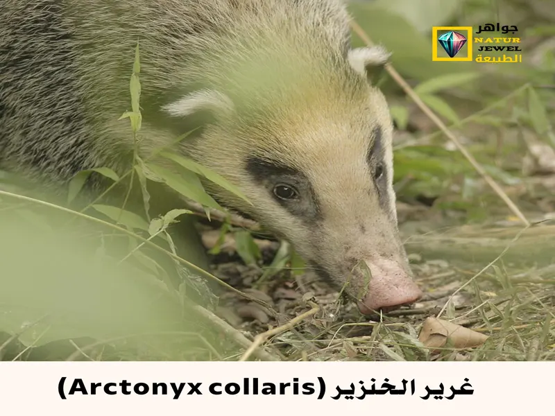 غرير الخنزير: رمز غامض في غابات جنوب شرق آسيا