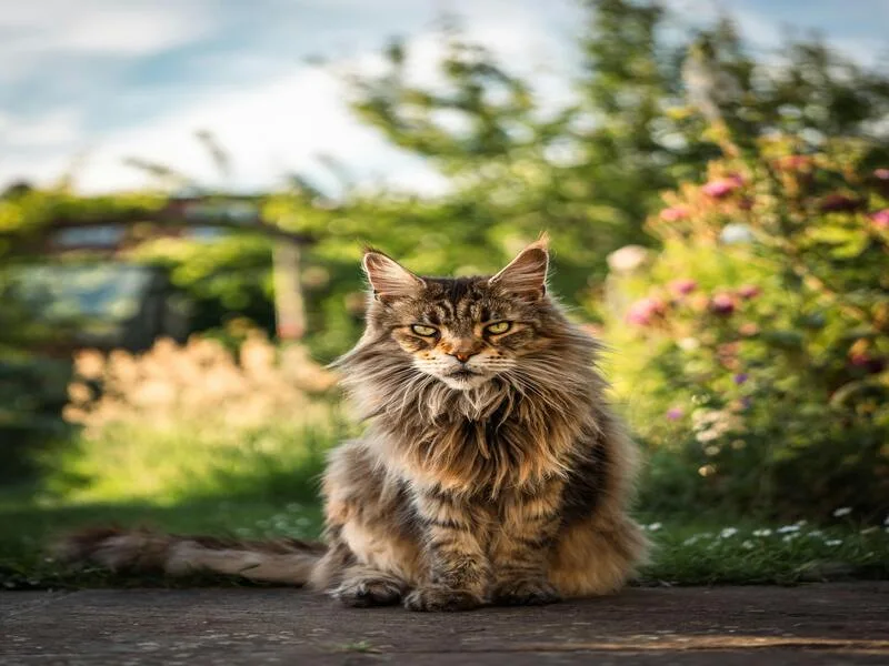 قط ماين كون Maine Coon Cat