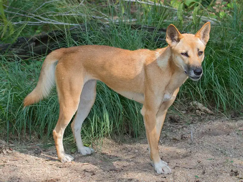 كلب الدنغو: تعرف على الحيوان البري الأسترالي الأسطوري بالصور
