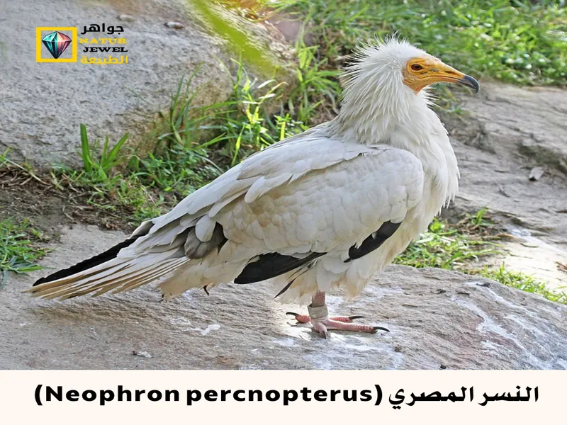 النسر المصري: حقائق مذهلة عن طائر الفراعنة