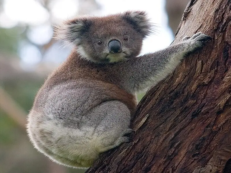 حيوان الكوالا: رمز أستراليا المحب للأوراق