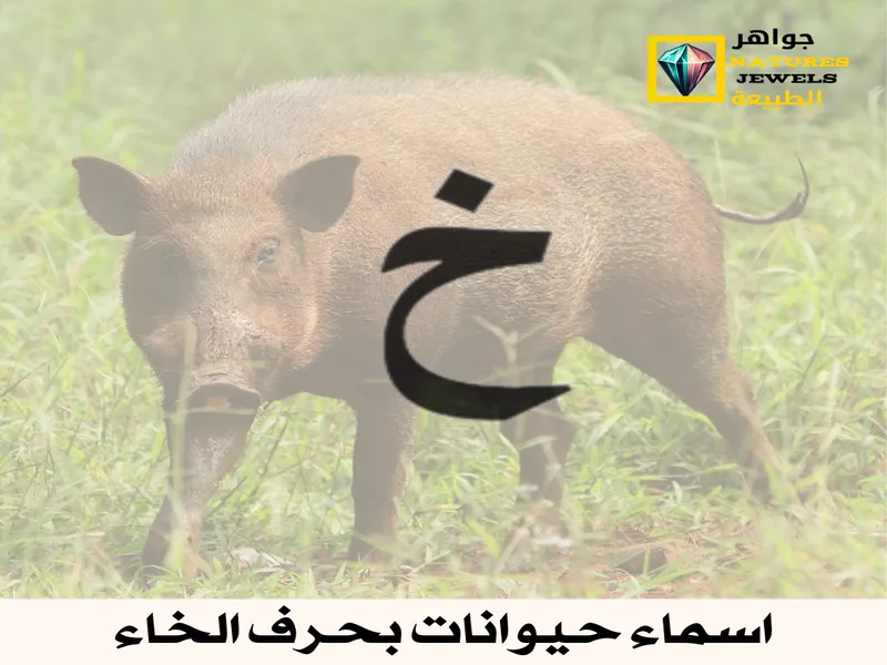 اسماء حيوانات بحرف الخاء.. رحلة في أعماق البحار والغابات